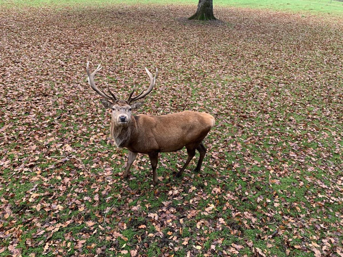 Blair Atholl River Tilt Park Treetops 외부 사진